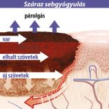 Lansinoh Organický balzam na bradavky 60ml